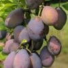Stanley European Plum -Plant And Fruit Tree Store stanley 1
