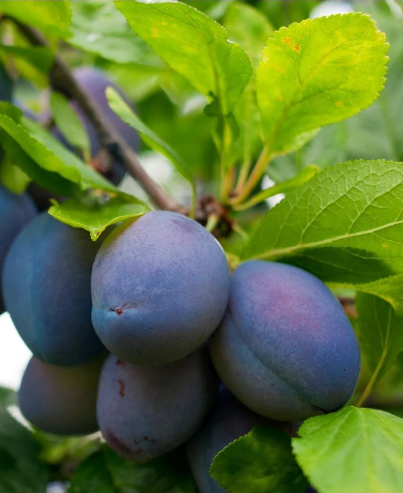 Combo European Plum Tree (4 Varieties) 3 Combo European Plum Tree (4 Varieties)
