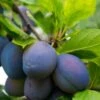 Combo European Plum Tree (3 Varieties) -Plant And Fruit Tree Store stanley plum 2 976c2191 c2bb 48f5 9d96 449894d54bb6