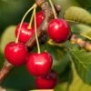 Stella Cherry -Plant And Fruit Tree Store stella cherry
