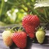 Albion Strawberry Bundle (3 Packs) 1 Albion Strawberry Bundle (3 Packs) -Plant And Fruit Tree Store strawberries e401 albion 1 99305b6d ae90 4c64 8d2f f071d1c25fc1