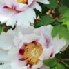Paeonia Suffruticosa Peony -Plant And Fruit Tree Store suffruticosa