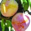 Superior Asian Hybrid Plum 1 Superior Asian Hybrid Plum -Plant And Fruit Tree Store superior 1