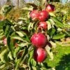 Tasty Red™ Urban® Columnar Apple -Plant And Fruit Tree Store tasty red 1 1