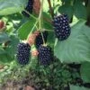 Prime Ark Freedom Thornless Blackberry 1 Prime Ark Freedom Thornless Blackberry -Plant And Fruit Tree Store thornlessblackberry