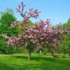 Thundercloud Flowering Plum 2 Thundercloud Flowering Plum -Plant And Fruit Tree Store thundercloud flowering plum 1
