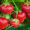 Tillamook Strawberry -Plant And Fruit Tree Store tillamook strawberries