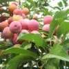 Toka Asian Plum -Plant And Fruit Tree Store toka plum 1