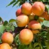Tomcot Apricot -Plant And Fruit Tree Store tomcot apricot