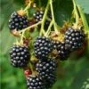 Triple Crown Thornless Blackberry -Plant And Fruit Tree Store triple crown blackberry