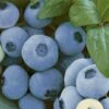 Alpha Top Shelf Blueberry 1 Alpha Top Shelf Blueberry -Plant And Fruit Tree Store tsbb