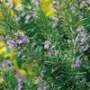 Tuscan Blue Rosemary -Plant And Fruit Tree Store tuscan