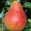 Combo European Pear Tree (4 Varieties) -Plant And Fruit Tree Store ubileen pear