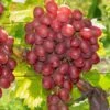 Vanessa Seedless Grape 1 Vanessa Seedless Grape -Plant And Fruit Tree Store vanessa grape 1