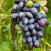 Venus Seedless Grape -Plant And Fruit Tree Store venus grape 1