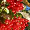 Ukraine Highbush Cranberry -Plant And Fruit Tree Store viburnum opulus 1