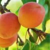 Westley Apricot -Plant And Fruit Tree Store westley apricot