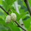 Beautiful Day Mulberry 1 Beautiful Day Mulberry -Plant And Fruit Tree Store white mulberry 1