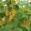 White Imperial White Currant -Plant And Fruit Tree Store whiteimp