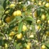 Yellow Fruited Cornus Mas -Plant And Fruit Tree Store yellow fruited cornus mas lots of fruit 1