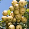 Yoinashi Asian Pear -Plant And Fruit Tree Store yoinashi pear